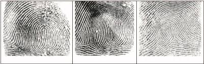 Finger print function lets you to use your use your finger or thum to access some lock or security features on which finger print lock is put. Fingerprints Of Identical Twins A B And Fingerprint Of Someone Not Download Scientific Diagram