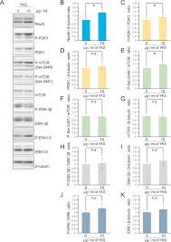 Tyt toplam 120 sorudan oluşmaktadır. Yokukansan A Kampo Medicine Enhances The Level Of Neuronal Lineage Markers In Differentiated P19 Embryonic Carcinoma Cells Sciencedirect