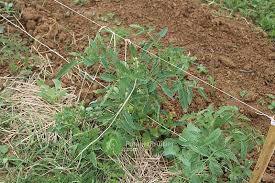 Ainsi vous pourrez les planter en pleine terre dans retirer le godet. Quand Repiquer Ses Semis De Tomate C Est Maintenant