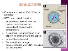 The herpes simplex virus impacts a significant portion of the worldwide population. Herpes Simplex Virus
