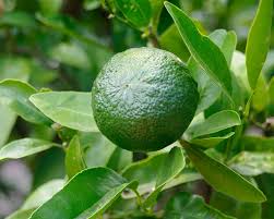 Image result for Citrus reticulata