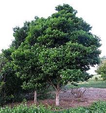 Image result for Psydrax parviflora