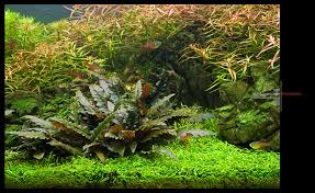 It comes from the genus 'cryptocoryne' and it is notable for its wide variety which comprises of diverse species of different forms, colors, and sizes. Cryptocoryne Review