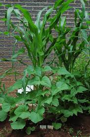 Check spelling or type a new query. Companion Planting With The Three Sisters Method Veggie Gardener Forum