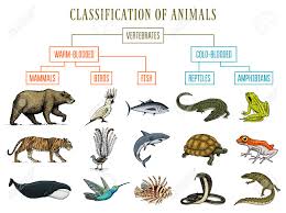 Classification Of Animals Reptiles Amphibians Mammals Birds