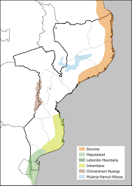 Image result for Sericanthe chimanimaniensis