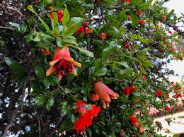 They are propagated mainly by budding or grafting onto seedling rootstocks. Punica Granatum Pomegranate Trees Of Stanford Environs