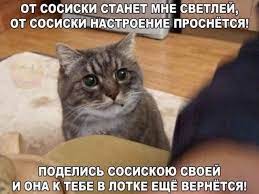 smeshnye kartinki pro kotov s nadpisyu 49 kartinok smeshno smeshnoj yumor kot