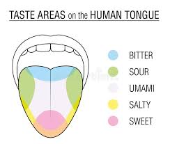 taste buds colored tongue chart stock vector illustration