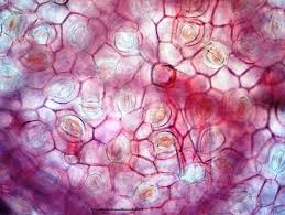 Image result for Psychotria vogeliana