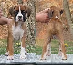 We also request that when a boxer puppy is purchased from us, if for any reason you become unable to care for your boxer please return the puppy or dog to us and allow us to raise it or find an appropriate loving. Welcome To Anden Boxers