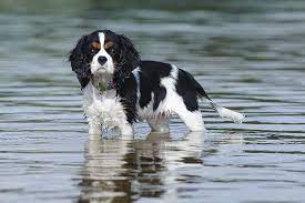 Check spelling or type a new query. Cavalier King Charles Spaniel Hund Charakter Grosse Gewicht
