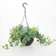English Ivy A Versatile Houseplant English Ivy Hedera Helix Grows Well In Pots Or Hanging Baskets And Can Be T English Ivy Plant Ivy Plant Indoor Ivy Plants