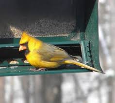 Birds Do It Bees Do It Even Educated Fleas Do It The Yellow Cardinal Lives On Ohio Birds And Biodiversity Ohio Birds Cardinal Birds Birds