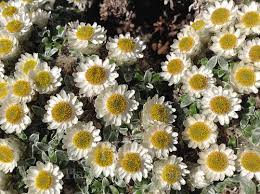 Image result for Helichrysum lastii