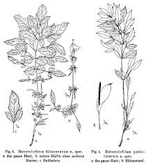 Image result for Gonatopus petiolulatus