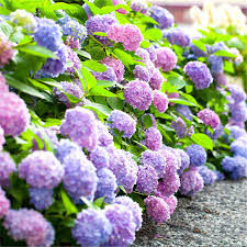 Chinese, japapese, and african cuisine. 220pcs Aubrieta Deltoidea Seeds Romantic Purple Mustard Garden Flower Seed Samereien Zwiebeln Garten Terrasse Sonstige Pflanzen Samereien Zwiebeln