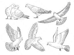 Hand Drawn Pictures Of Pigeons At Different Poses Dove Drawing How To Draw Hands Pigeon Tattoo