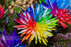 Pin On Chrysantheme Toute Les Couleurs