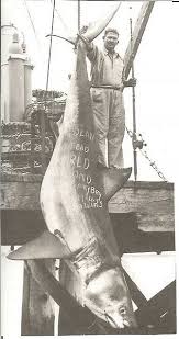 Image result for 1959 great white shark pound 2646