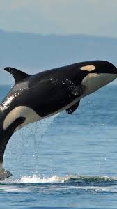 Looking for the best wallpapers? Https Www Wallpapervortex Com Iphone Wallpaper 42751 Whale Killer Whale Html