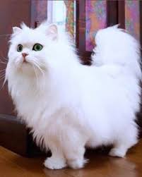 Dengan tubuh gelap dan paruh serta matanya yang merah, angsa ini bikin merinding siapa pun yang melihatnya. Romai Bunyamin Romaibunyamin Profil Pinterest