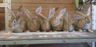 Image result for flemish giant rabbits