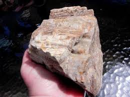 Petrified Wood Druzy Quartz Mineral Specimen Stone Collectible Etsy Druzy Quartz Mineral Specimen Petrified Wood