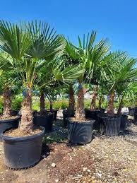 The plant outlet of conway, arkansas has a long history of providing the highest quality of plant nursery and landscaping services to it's customers. The Plant Outlet Posts Facebook