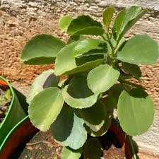 பிரண்டை பாத்துஇருப்பீங்க ஆனா இந்த இலை பிரண்டை பாத்து இருக்கீங்களா?  #mkpetsandgardening #இலைபிரண்டை #பிரண்டை #pirandai #ilaipirandai