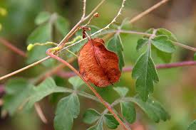 Image result for Cardiospermum corindum