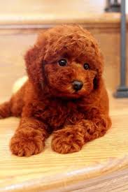 Raising a red poodle puppy demands from you a basic knowledge of possible health issues like, e.g. Pomeranian Toy Poodle Mix Puppies Novocom Top