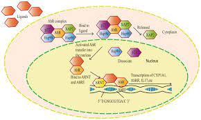Maybe you would like to learn more about one of these? Aryl Hydrocarbon Receptor Pathway Role Regulation And Intervention In Atherosclerosis Therapy Review