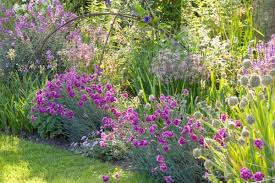 A Charming Border Idea With Alliums Garden Pinks Wallflowers Garden Shrubs Plants Perennial Grasses