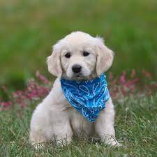 Our puppies are vet checked, and receive their first vaccination prior to going home. English Cream Golden Retriever For Sale Nc New York