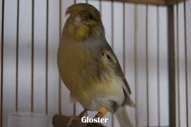 Terdapat banyak jenis kenari di dunia, dari jenis kenari yorkshire, kenari gloster, kenari border, kenari norwich, dan kenari roller. 21 Jenis Kenari Ciri Fisik Warna Habitat Dan Gambarnya Hewan Id