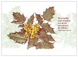 Tall Oregon Grape Mahonia Aquifolium A6 Greeting Card And Art Print The Card And Art Print Are Printed On Matte Oregon Grape Native Plants Evergreen Plants