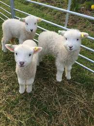 I Can T Tell You Why I Love Lamb Because Any Words Not Enough To Express How Much Their Beauty Sevimli Hayvan Yavrulari Komik Hayvan Evcil Hayvanlar