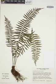 Image result for Asplenium bugoiense