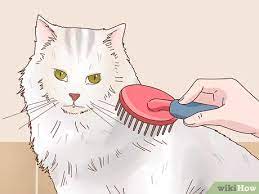 How to bathe your cat. How To Groom A Long Haired Cat With Pictures Wikihow