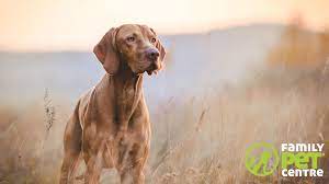 Our knowledgeable staff has been providing excellent customer service to pet lovers since 1962. Family Pet Centre Home Facebook