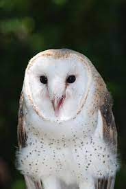 There is some debate regarding the taxonomy within tytonidae. Barn Owl Tyto Alba Tytonidae 7096 Photograph By Stan Gregg