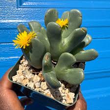 Image result for Stenostelma capense