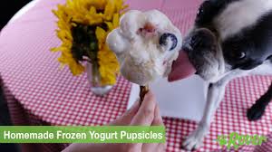 Is yogurt good for dogs? 5 Best Dog Popsicles For 2019 Our Favorite Dog Safe Recipes