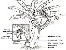 Musaceae Family 7 638 Jpg 638 479 Humanoid Sketch Art Plants