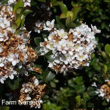 Image result for Rhaphiostylis