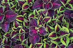 Image result for Coleus rhodesianum