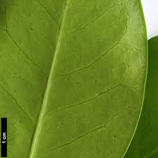 Image result for Corynocarpus