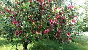 Image result for Feijoa sellowiana