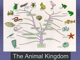 Maybe you would like to learn more about one of these? The Animal Kingdom 5 Kingdoms 1 Monerans Bacteria Prokaryotic 2 Protista Single Celled Eukaryotic 3 Plantae 4 Fungi 5 Animalia Ppt Download